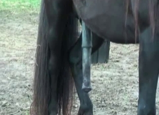 Farmer is trying anal fuck with stallion