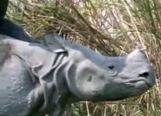 Gigantic rhinos fuck in doggy style pose