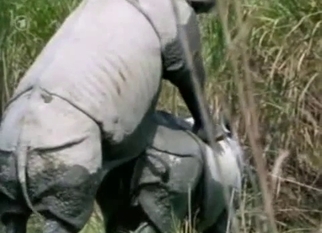 Gigantic rhinos fuck in doggy style pose