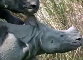 Gigantic rhinos fuck in doggy style pose