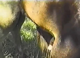 Wild horses have nice sex in the forest