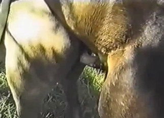 Wild horses have nice sex in the forest