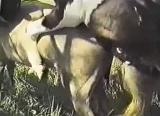 Wild horses have nice sex in the forest