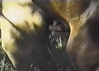 Wild horses have nice sex in the forest