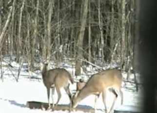 Two antelopes fuck in doggy style pose