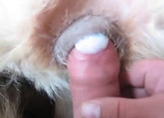 Slowly shoving my cock in tight dog anus