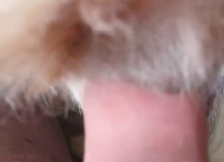 Slowly shoving my cock in tight dog anus
