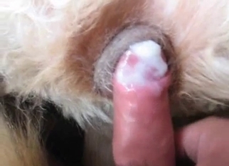 Slowly shoving my cock in tight dog anus