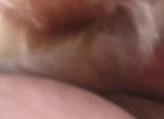 Slowly shoving my cock in tight dog anus