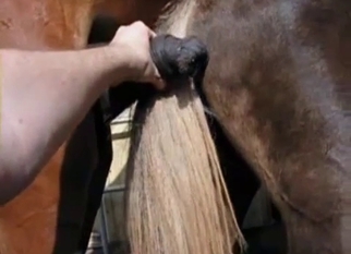 Trained horses have awesome sex at farm