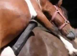 Trained horses have awesome sex at farm