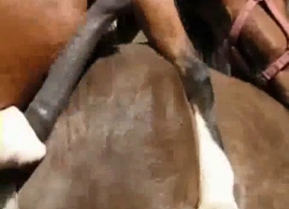Trained horses have awesome sex at farm