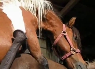 Trained horses have awesome sex at farm
