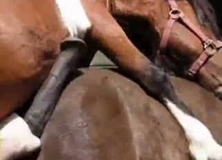 Trained horses have awesome sex at farm