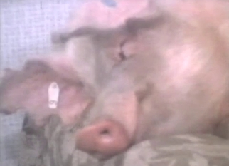 Babe is trying hard to fuck with a pig