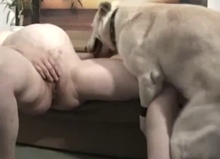 Busty brunette got nailed by white Labrador