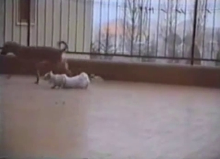 Doggy is trying to drill a white cat