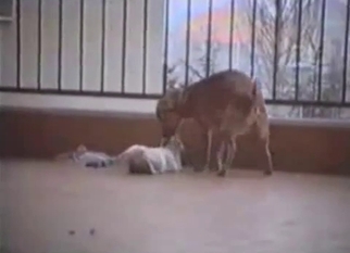 Doggy is trying to drill a white cat