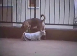 Doggy is trying to drill a white cat