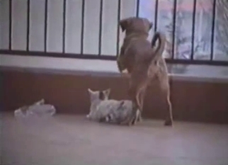 Doggy is trying to drill a white cat
