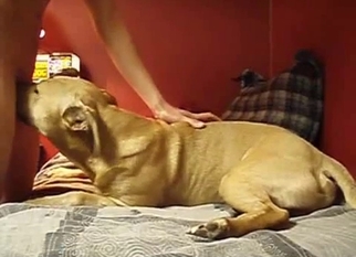 Cute doggy sniffs and licks my hard cock