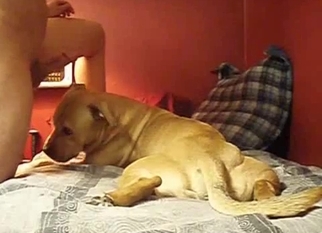 Cute doggy sniffs and licks my hard cock