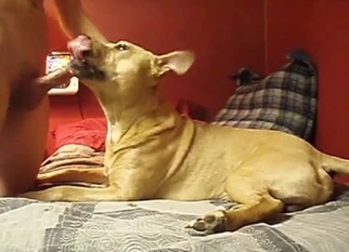 Cute doggy sniffs and licks my hard cock