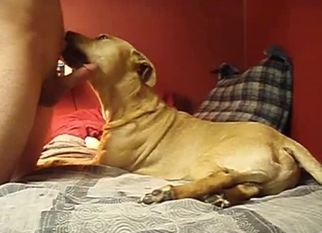 Cute doggy sniffs and licks my hard cock