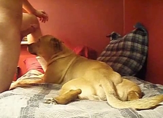 Cute doggy sniffs and licks my hard cock