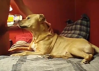 Cute doggy sniffs and licks my hard cock