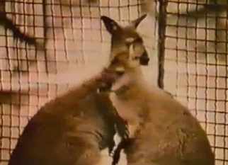 Kangaroos are banging so freaking cute