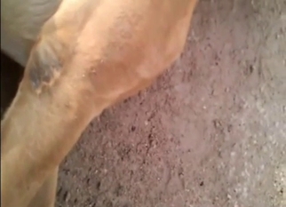 Dog is licking his it's own sausage