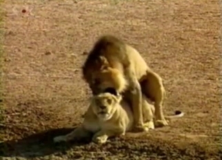 Incredible action with a young lion