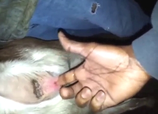 Dude fucking a goat in a POV movie with orgasms