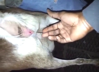 Dude fucking a goat in a POV movie with orgasms