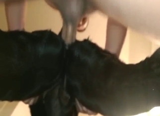 Dude is fucks a slutty black animal form behind