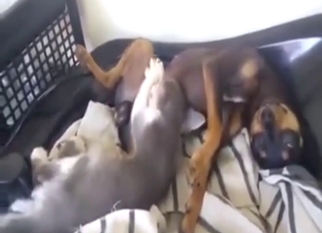 Outdoor zoo porn with plenty of hard fucking