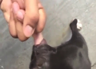 Crazy zoo XXX showing a black beast fingered