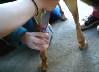 Extracting dog semen in taboo bestiality porn