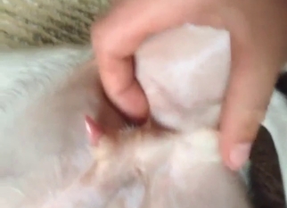 Guy gets to jerk that beast dick in zoophile porn