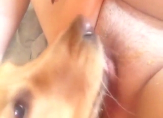 Close-up zoo porn with a dog devouring pussy