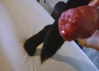 Hot bestiality porn focusing on just dog's cock