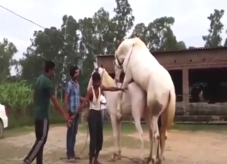 Outdoor zoophile porn: horse sex session looks HOT