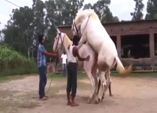 Outdoor zoophile porn: horse sex session looks HOT