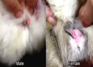 Impressive zoo sex with the best close-ups