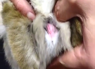 Impressive zoo sex with the best close-ups