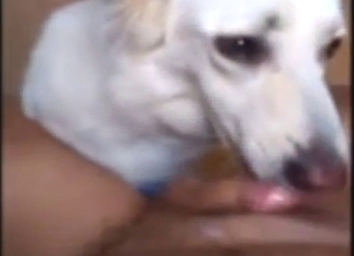 White dog in zoophile porn, it sucks dick SO well
