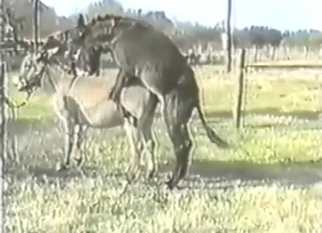 Donkey anal observed by a very horny zoophile