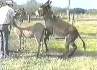 Donkey anal observed by a very horny zoophile