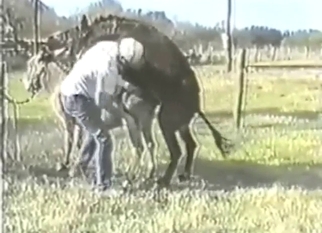 Donkey anal observed by a very horny zoophile